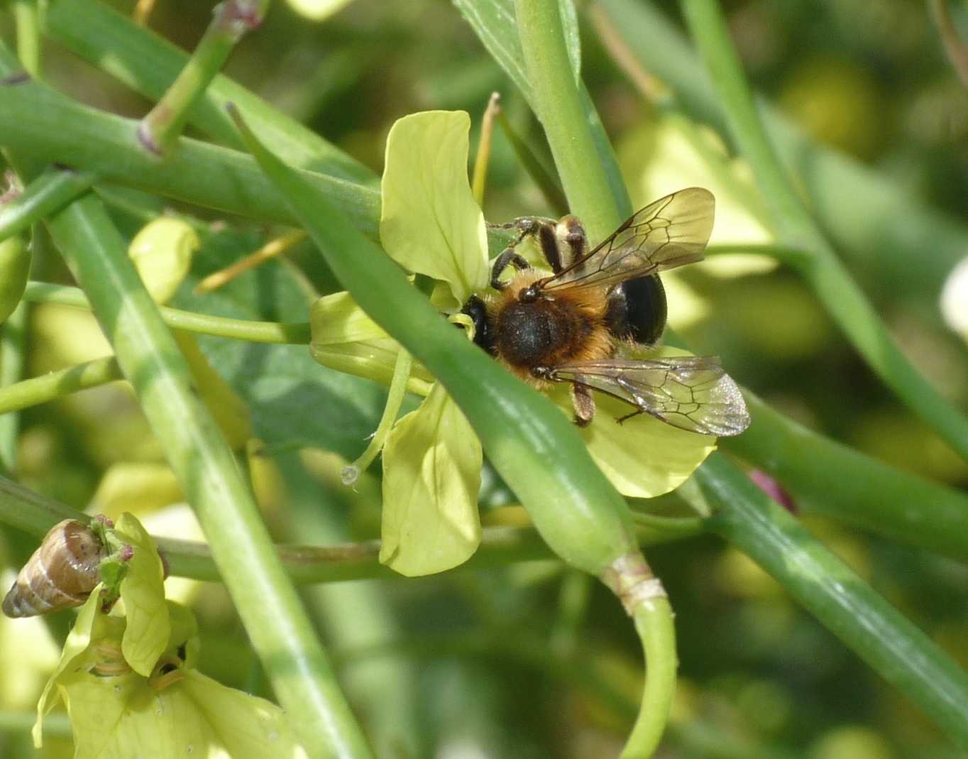 Andrena ferrugineicrus, femmina